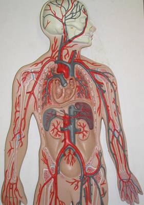 Body Pic - What Do Cancer and Aids in Common?